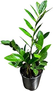 PLANTVERS Green ZZ Plant Zamioculcas