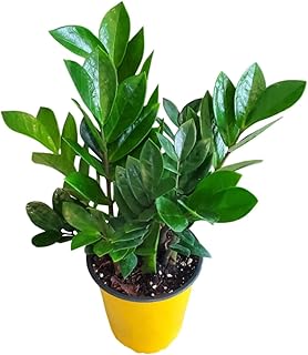 ZZ Plant Live Houseplant Zamioculcas