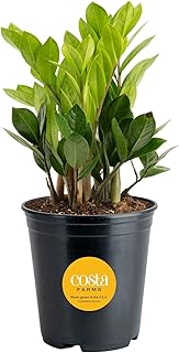 Costa Farms ZZ Live Plant