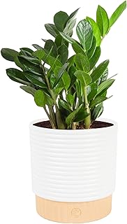 Costa Farms ZZ Live Plant