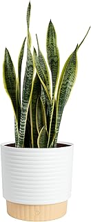 Costa Farms Live Snake Plant
