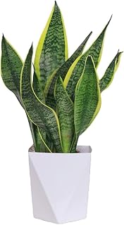 Live Snake Plant Indoor Houseplant